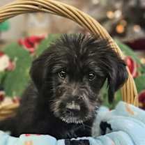 Thumbnail photo of Gravy the Schnauzer Mix #2
