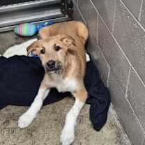 Thumbnail photo of Pebbles #1