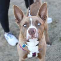 Thumbnail photo of Django #2