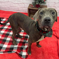 Thumbnail photo of Buster #1