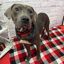 Thumbnail photo of Buster #2