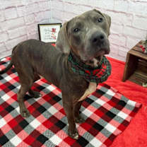 Thumbnail photo of Buster #3