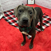 Thumbnail photo of Buster #4