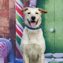 Thumbnail photo of Benji #3