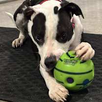 Thumbnail photo of YOGI #3