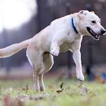 Thumbnail photo of Benji #4