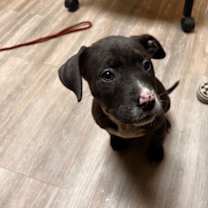 Thumbnail photo of Tootie #2