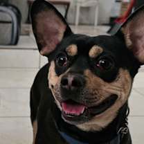 Thumbnail photo of Mickey #2