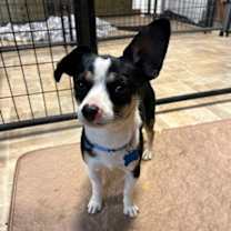 Thumbnail photo of Manny #1