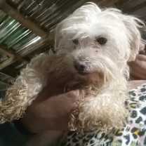 Thumbnail photo of Georgie #1