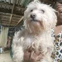 Thumbnail photo of Georgie #2