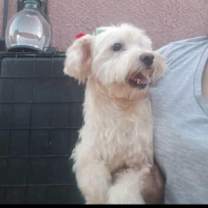 Thumbnail photo of Georgie #3