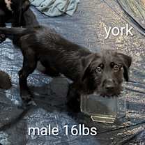 Thumbnail photo of RITZI #1