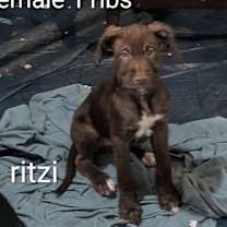 Thumbnail photo of RITZI #2