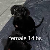 Thumbnail photo of RITZI #3