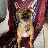 Thumbnail photo of Macaroni  #4