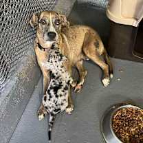 Thumbnail photo of Peaches HW + #1