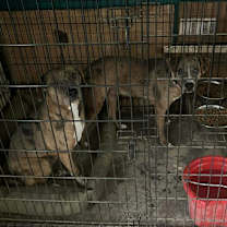 Thumbnail photo of Peaches HW + #3