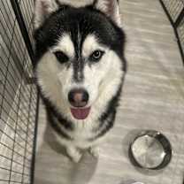 Thumbnail photo of Koa #1