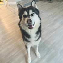 Thumbnail photo of Koa #2