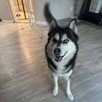 Thumbnail photo of Koa #3