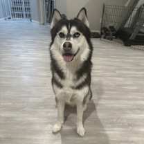 Thumbnail photo of Koa #4