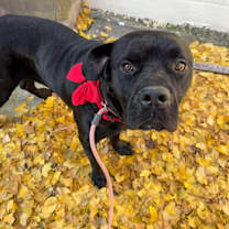 Thumbnail photo of Teddy #1