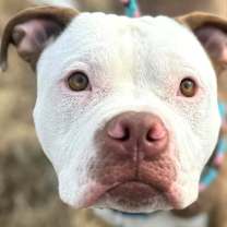 Thumbnail photo of PAPA #1