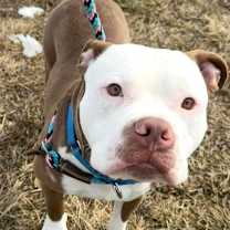 Thumbnail photo of PAPA #2