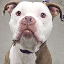 Thumbnail photo of PAPA #4