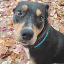 Thumbnail photo of Lovey #1