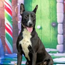 Thumbnail photo of Venus #3