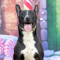 Thumbnail photo of Venus #4