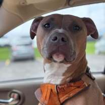 Thumbnail photo of Sundae #2