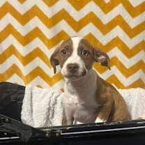 Thumbnail photo of Graham #2