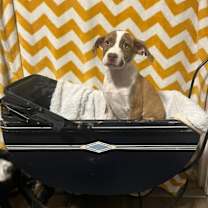 Thumbnail photo of Graham #4