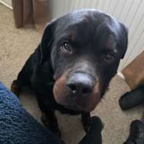 Thumbnail photo of Dominic also Bubba #2