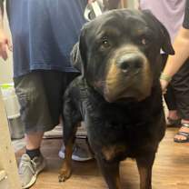 Thumbnail photo of Dominic also Bubba #4