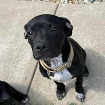 Thumbnail photo of Bennett #1