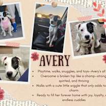 Thumbnail photo of Avery #4