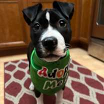 Thumbnail photo of Winfrey or Winnie #2