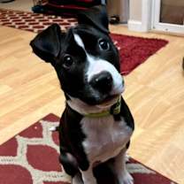 Thumbnail photo of Winfrey or Winnie #3