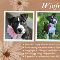Thumbnail photo of Winfrey or Winnie #4