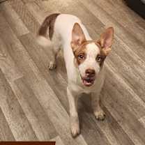 Thumbnail photo of Baxter #1