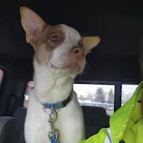 Thumbnail photo of Baxter #2