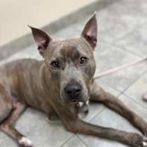 Thumbnail photo of Rocco #1