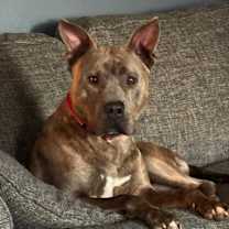 Thumbnail photo of Rocco #2