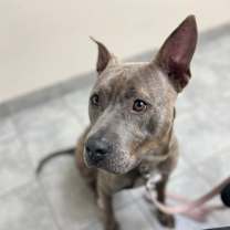 Thumbnail photo of Rocco #3