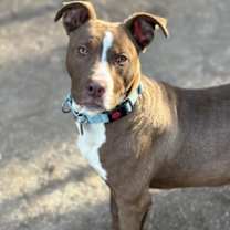 Thumbnail photo of Ham #2