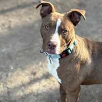 Thumbnail photo of Ham #3